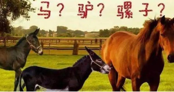 信通配资 深度科普：白种人、黑种人、黄种人之间为何没有产生生殖隔离？